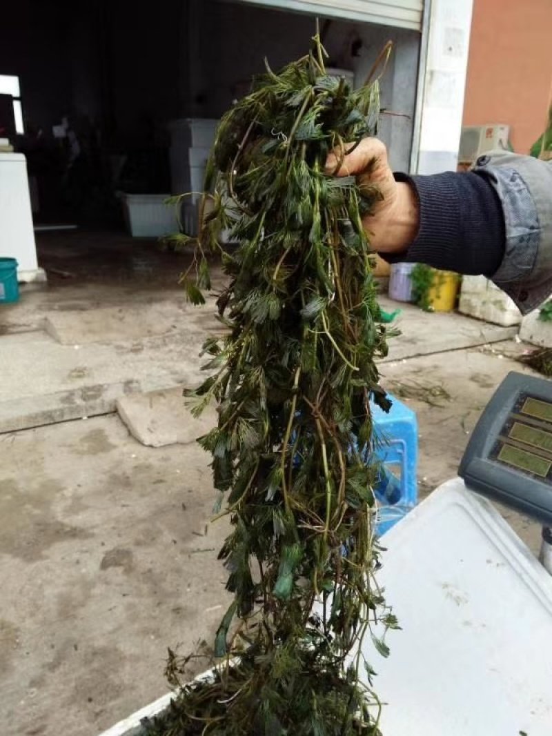 水生植物批发，沉水植物供应，轮叶黑藻，再力花千屈菜