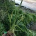 水生植物批发，沉水植物供应，轮叶黑藻，再力花千屈菜