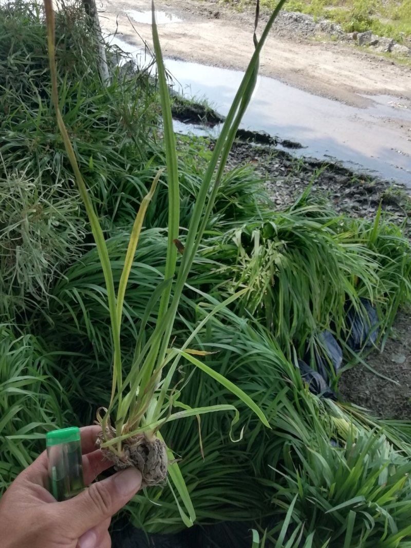 水生植物批发，沉水植物供应，轮叶黑藻，再力花千屈菜
