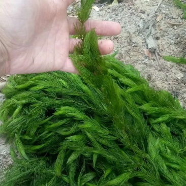 水生植物批发，沉水植物供应，轮叶黑藻，再力花千屈菜