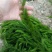 水生植物批发，沉水植物供应，轮叶黑藻，再力花千屈菜