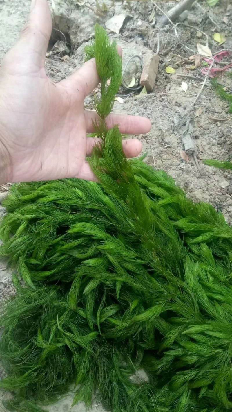 水生植物批发，沉水植物供应，轮叶黑藻，再力花千屈菜