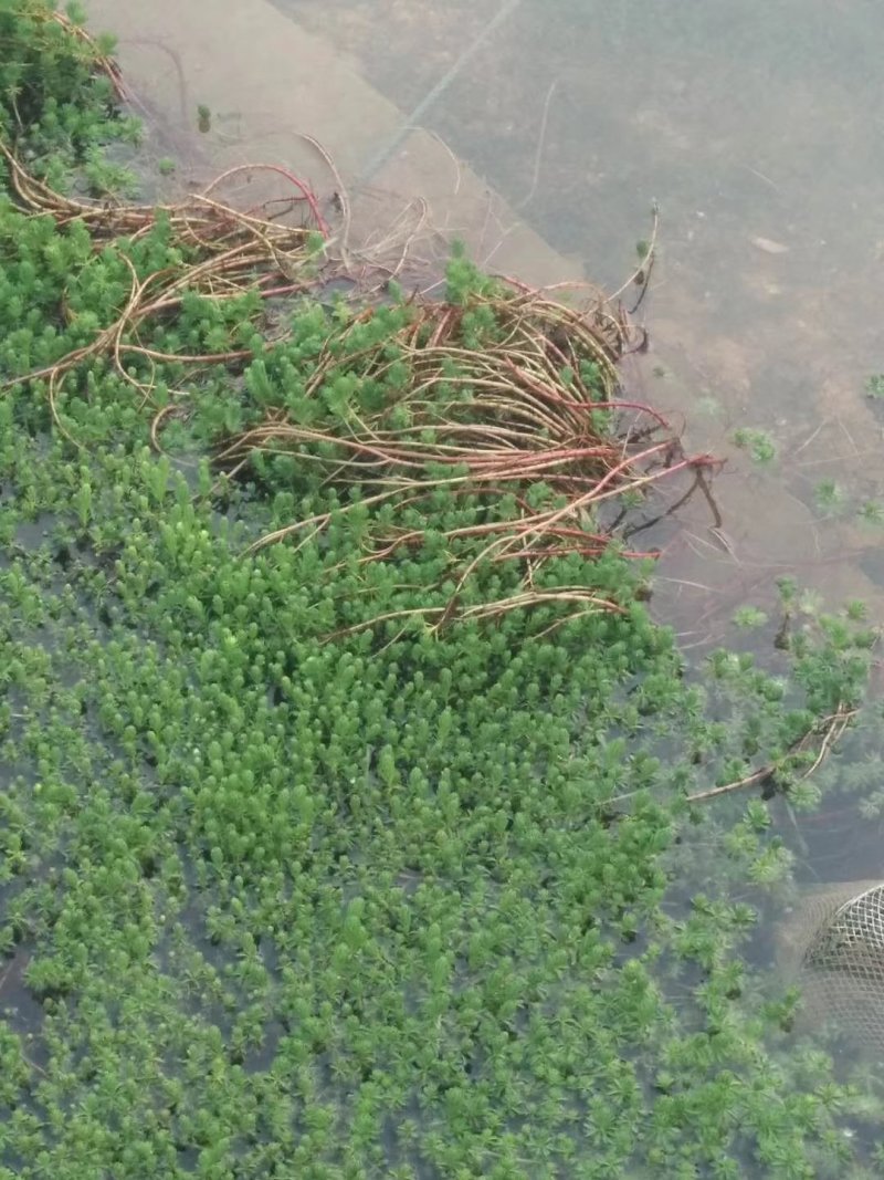 水生植物批发，沉水植物供应，轮叶黑藻，再力花千屈菜
