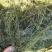 水生植物批发，沉水植物供应，轮叶黑藻，再力花千屈菜