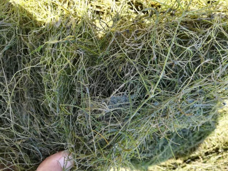 水生植物批发，沉水植物供应，轮叶黑藻，再力花千屈菜