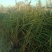 水生植物批发，沉水植物供应，轮叶黑藻，再力花千屈菜