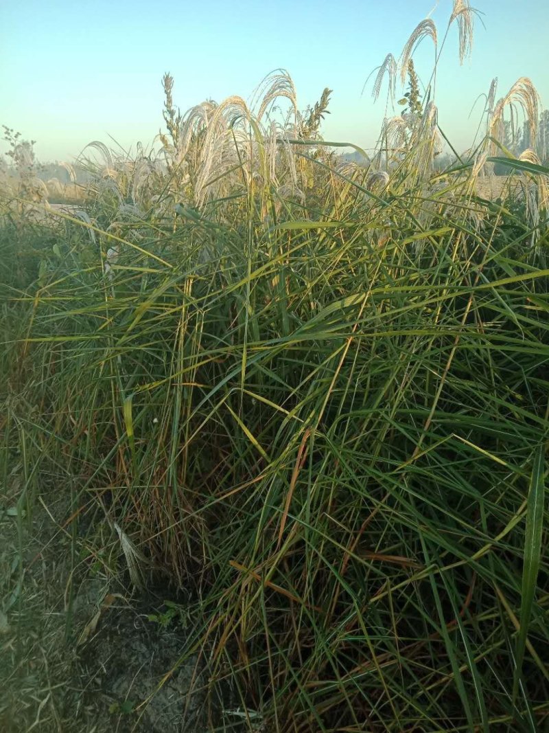 水生植物批发，沉水植物供应，轮叶黑藻，再力花千屈菜
