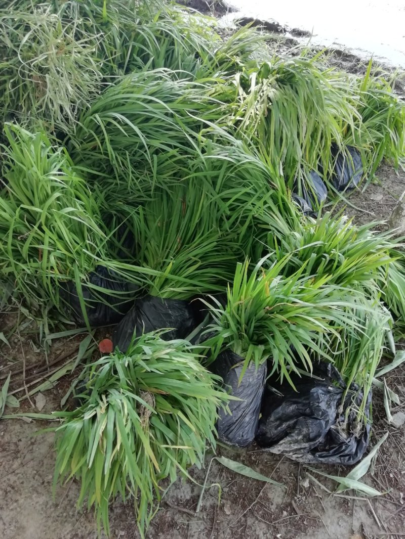 水生植物批发，沉水植物供应，轮叶黑藻，再力花千屈菜