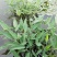 水生植物批发，沉水植物供应，轮叶黑藻，再力花千屈菜