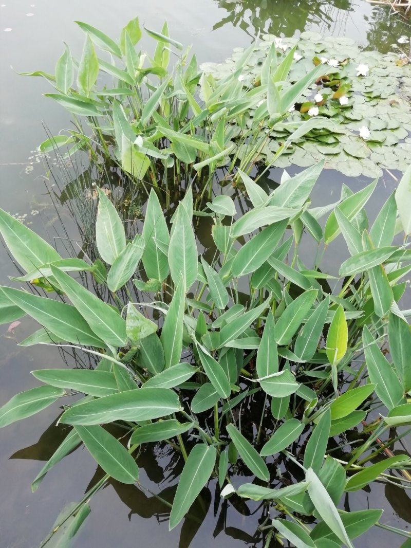 水生植物批发，沉水植物供应，轮叶黑藻，再力花千屈菜
