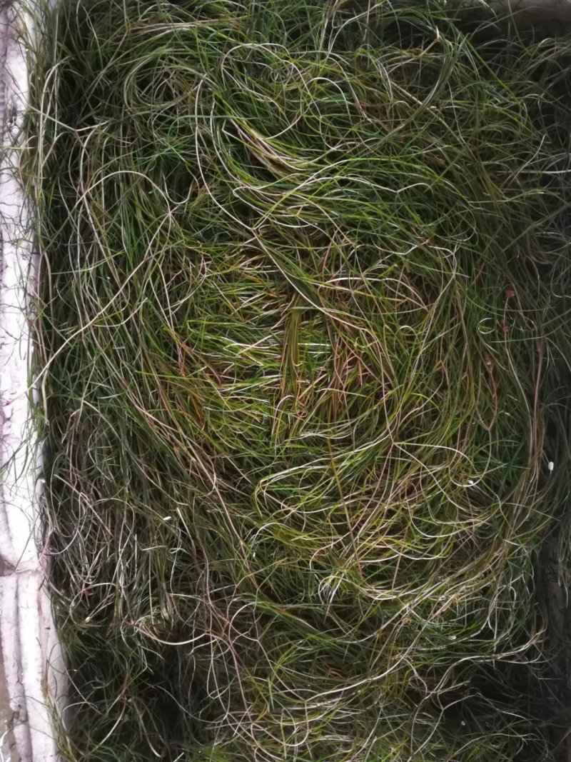 水生植物批发，沉水植物供应，轮叶黑藻，再力花千屈菜