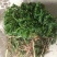 水生植物批发，沉水植物供应，轮叶黑藻，再力花千屈菜