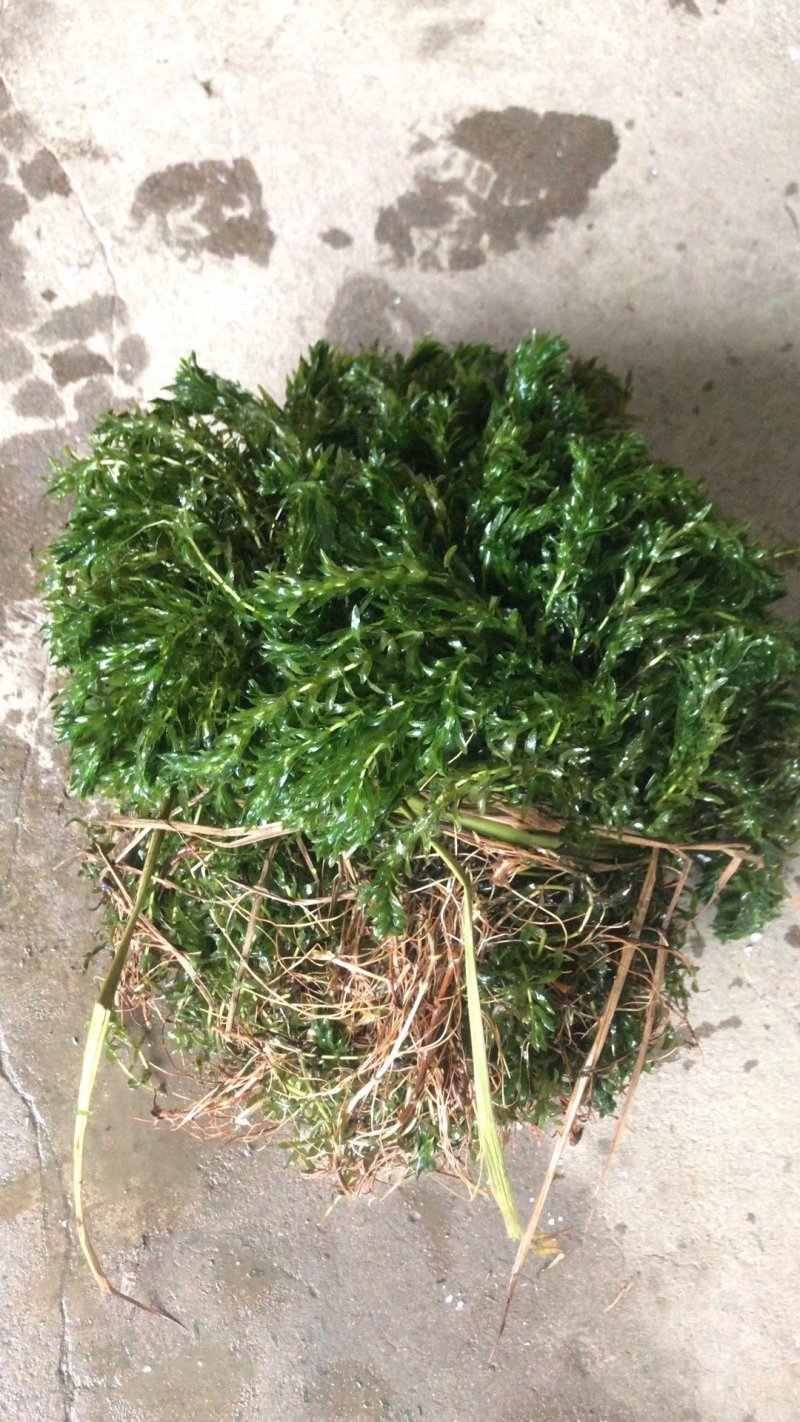 水生植物批发，沉水植物供应，轮叶黑藻，再力花千屈菜
