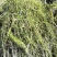 水生植物批发，沉水植物供应，轮叶黑藻，再力花千屈菜
