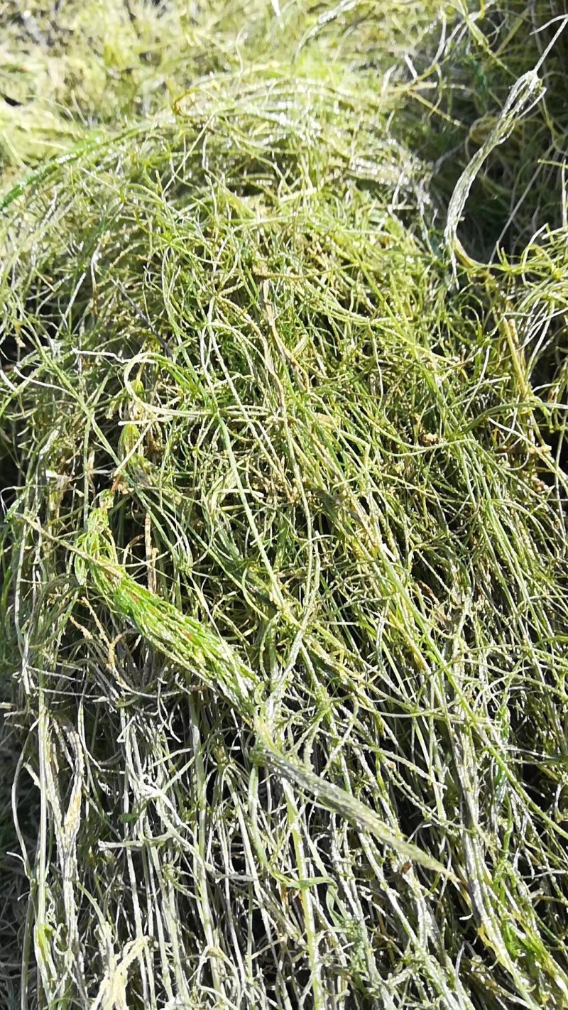 水生植物批发，沉水植物供应，轮叶黑藻，再力花千屈菜