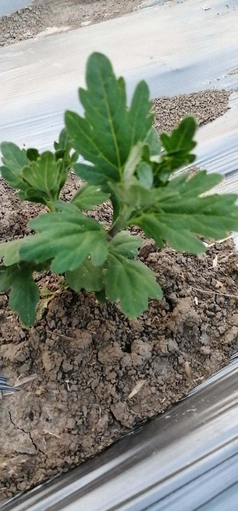 欢迎预订菊花大货