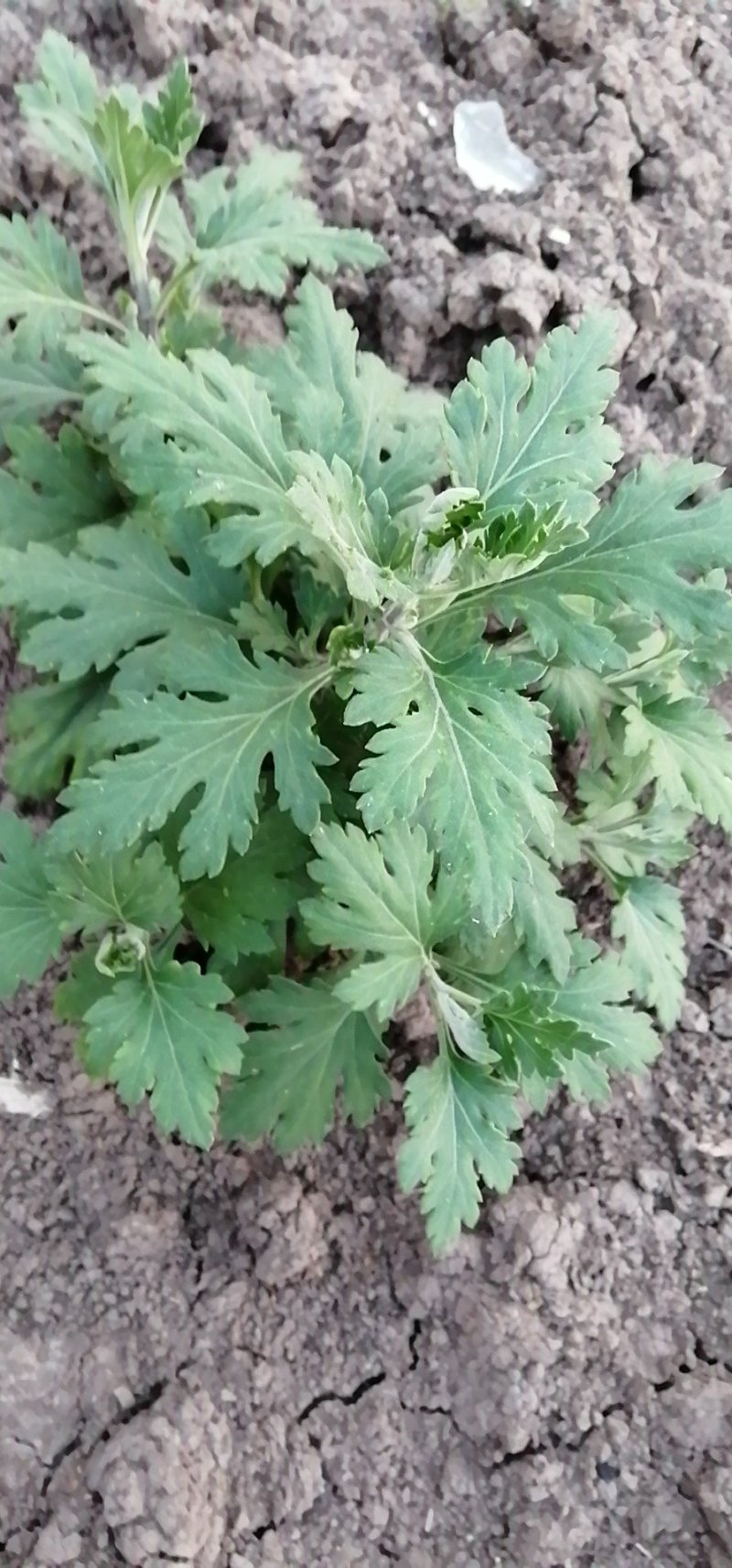 欢迎预订菊花大货