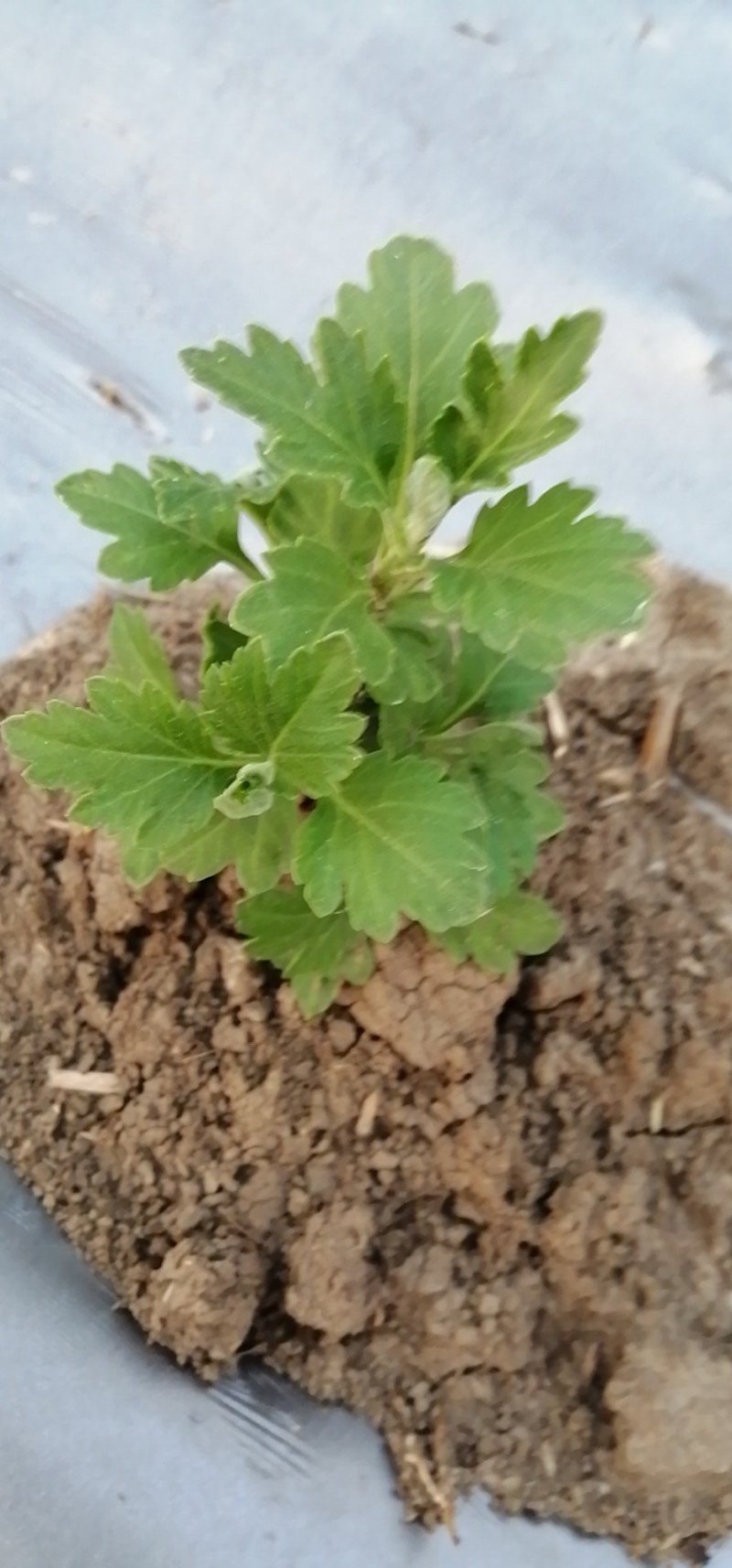 欢迎预订菊花大货