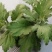 欢迎预订菊花大货