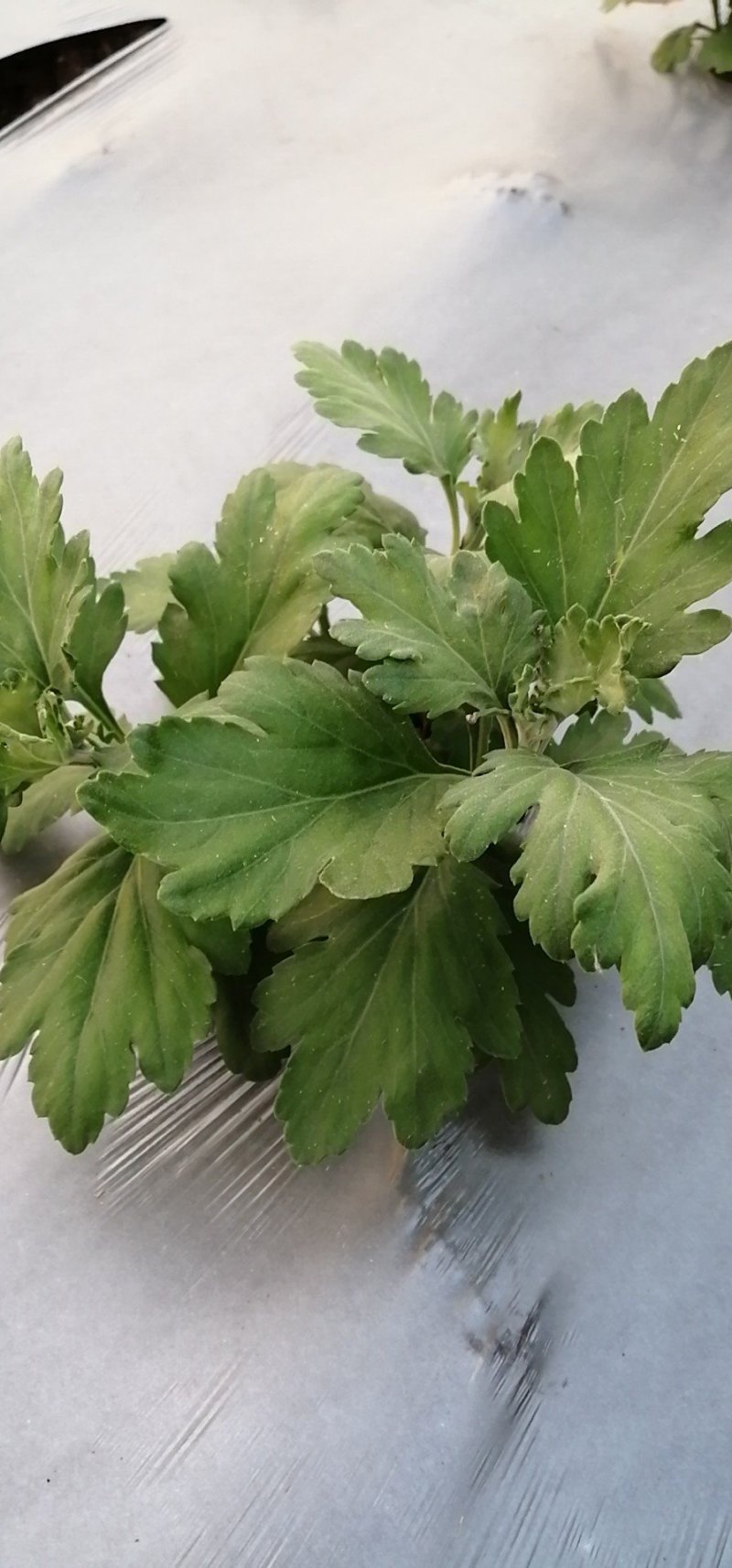 欢迎预订菊花大货