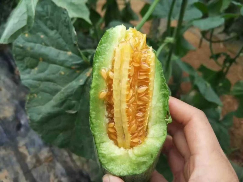 博洋61，好吃的忘不了，嘎嘎脆！好吃的流连忘返，回味无穷