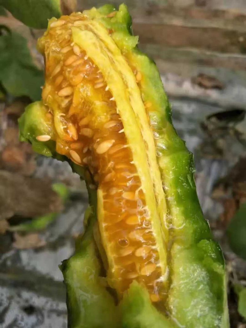 博洋61，好吃的忘不了，嘎嘎脆！好吃的流连忘返，回味无穷