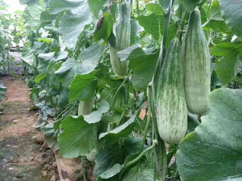 博洋61，好吃的忘不了，嘎嘎脆！好吃的流连忘返，回味无穷