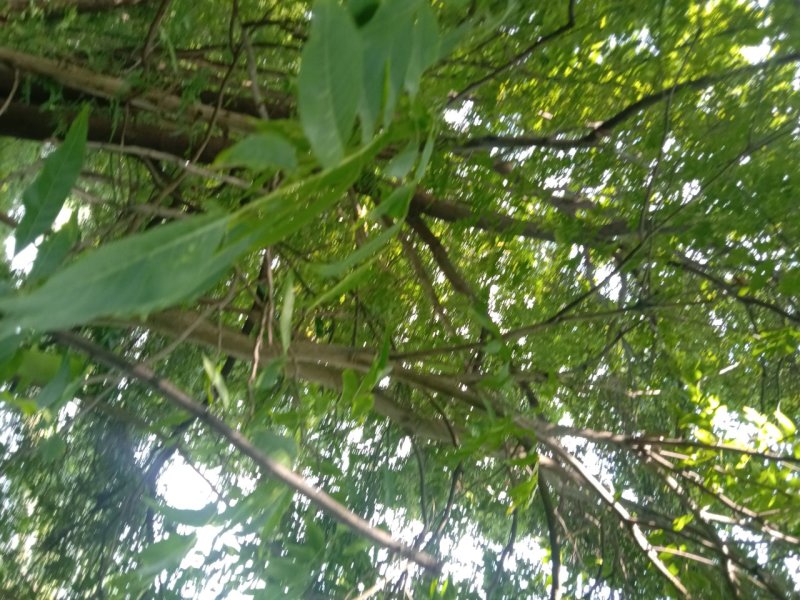 枫杨树
