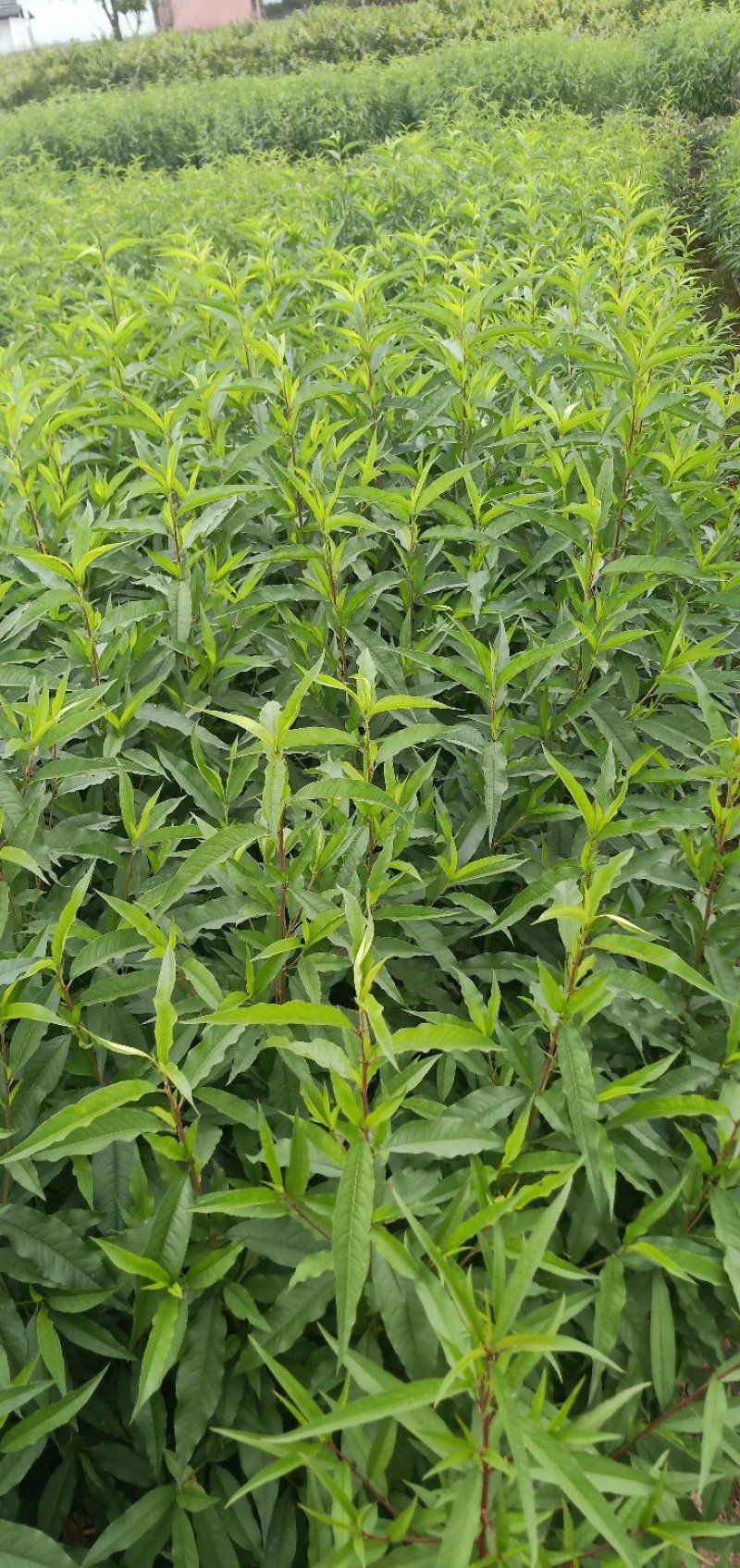 鹰嘴桃桃苗，脆红冬桃雪桃红宝石，免费技术指导