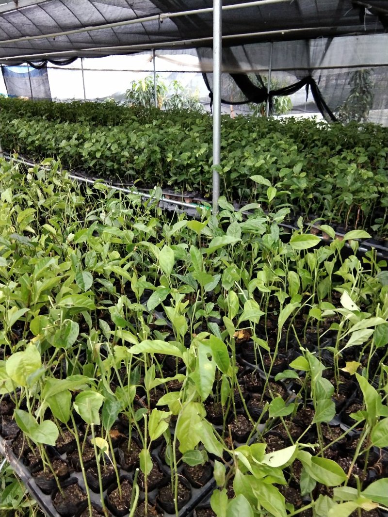 果苗百香果苗爬藤盆栽鸡蛋果苗满天星黄金百香果树苗当年结果