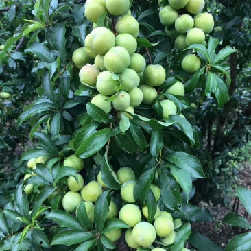 大量出售脆李，青果上市了可做李子干。