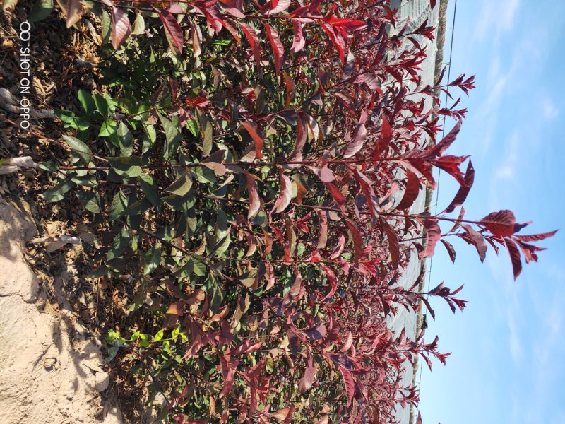 出售营养杯矮樱苗，大田定植矮樱苗，产地直供，