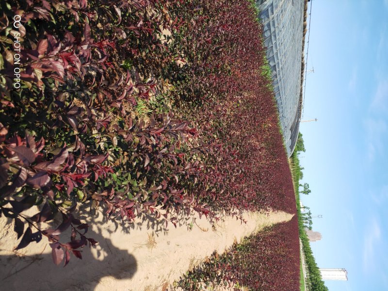 出售营养杯矮樱苗，大田定植矮樱苗，产地直供，