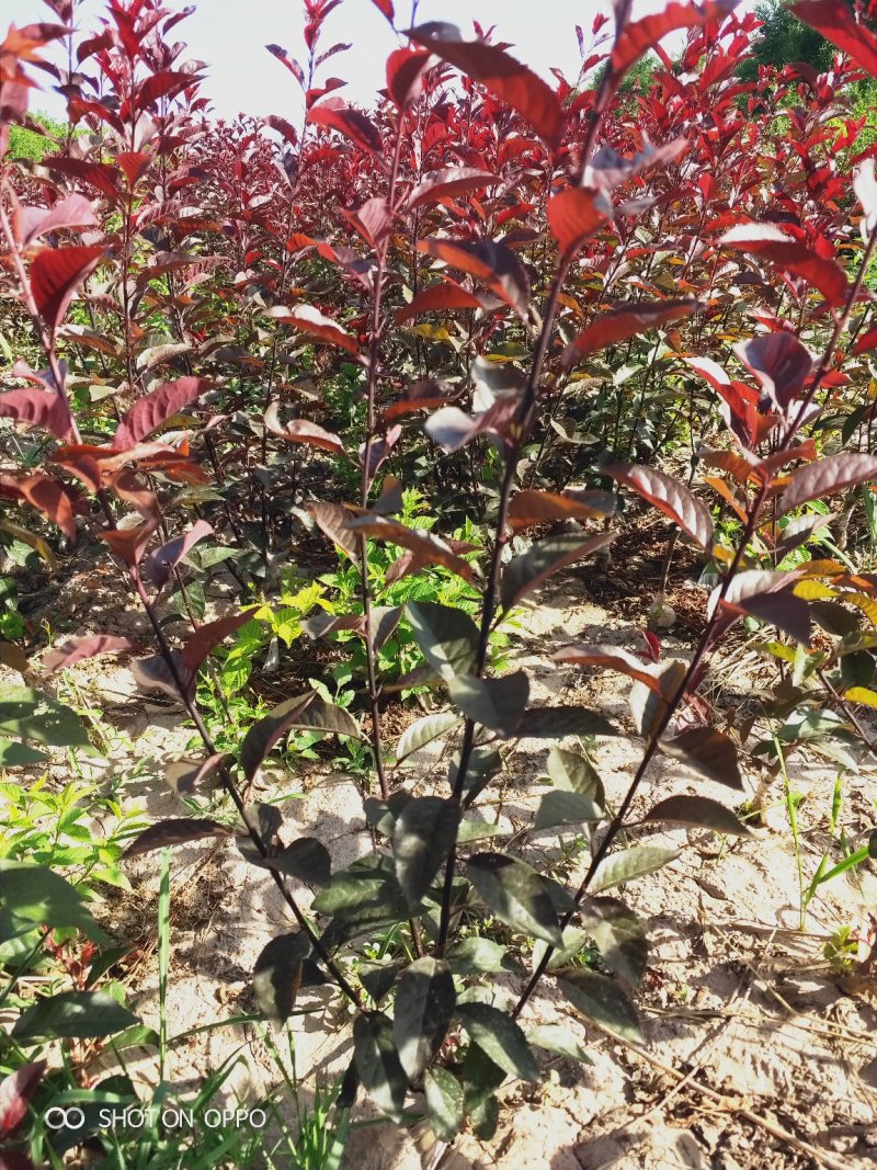 出售营养杯矮樱苗，大田定植矮樱苗，产地直供，
