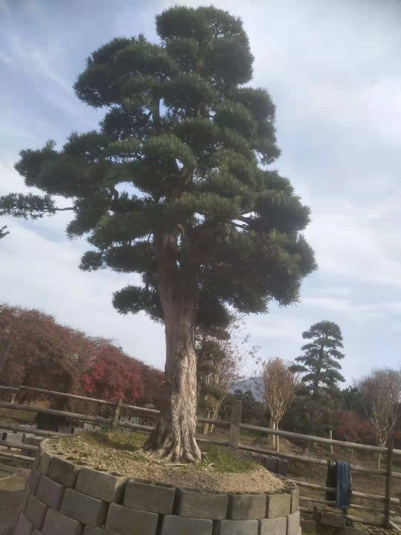 【推荐】造型罗汉松大量现货供应，树型优美价格优惠