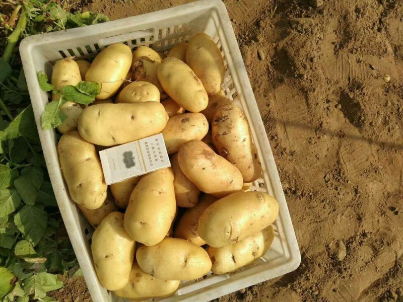 土豆三两以上箱装无网套，精品沃土，荷兰806颜色黄亮