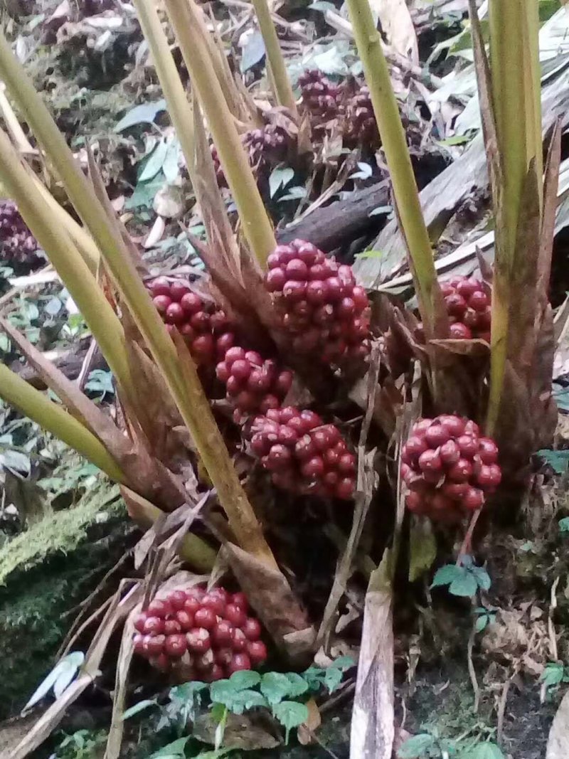 新鲜草果干草果