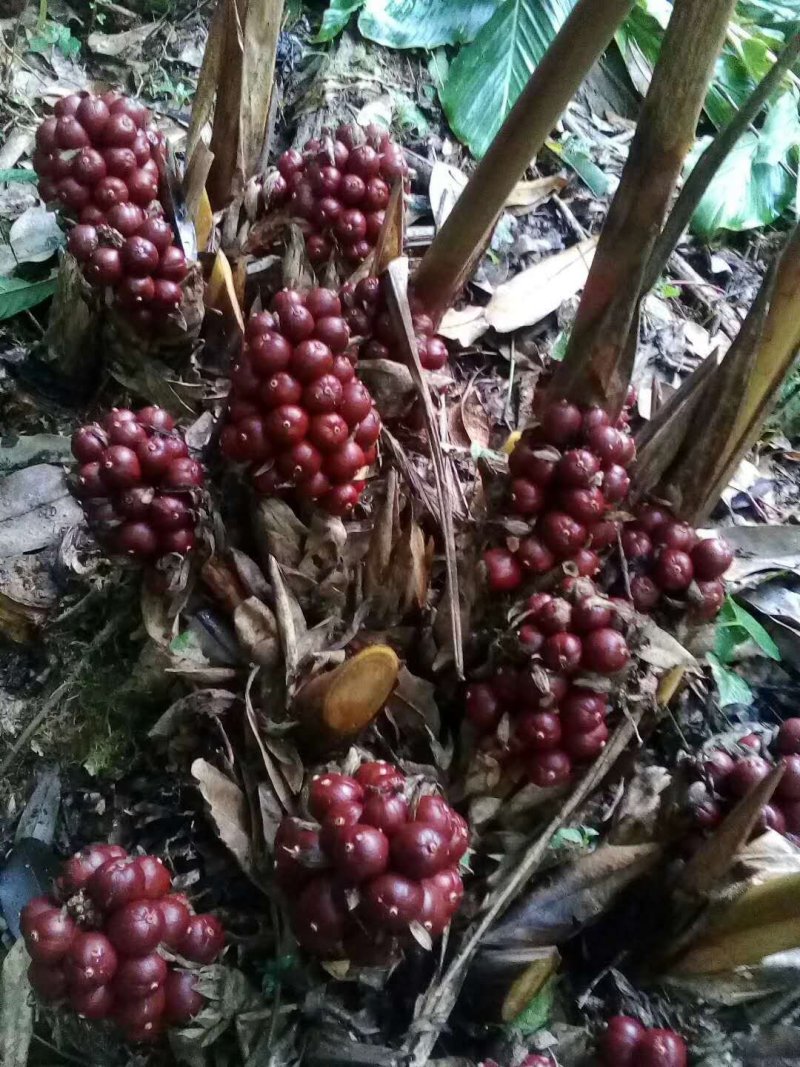 新鲜草果干草果