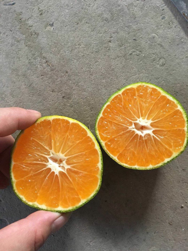 特早蜜桔蜜桔线上线下多渠道发货电商走量大量接单