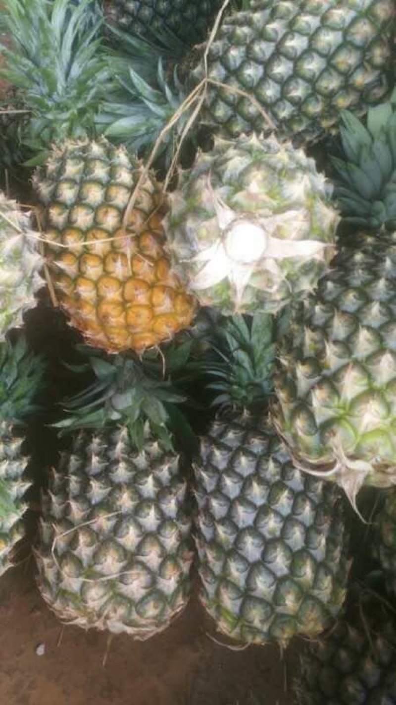 菠萝
