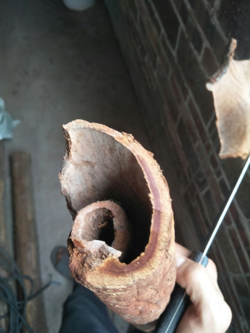 桂皮刮皮大通