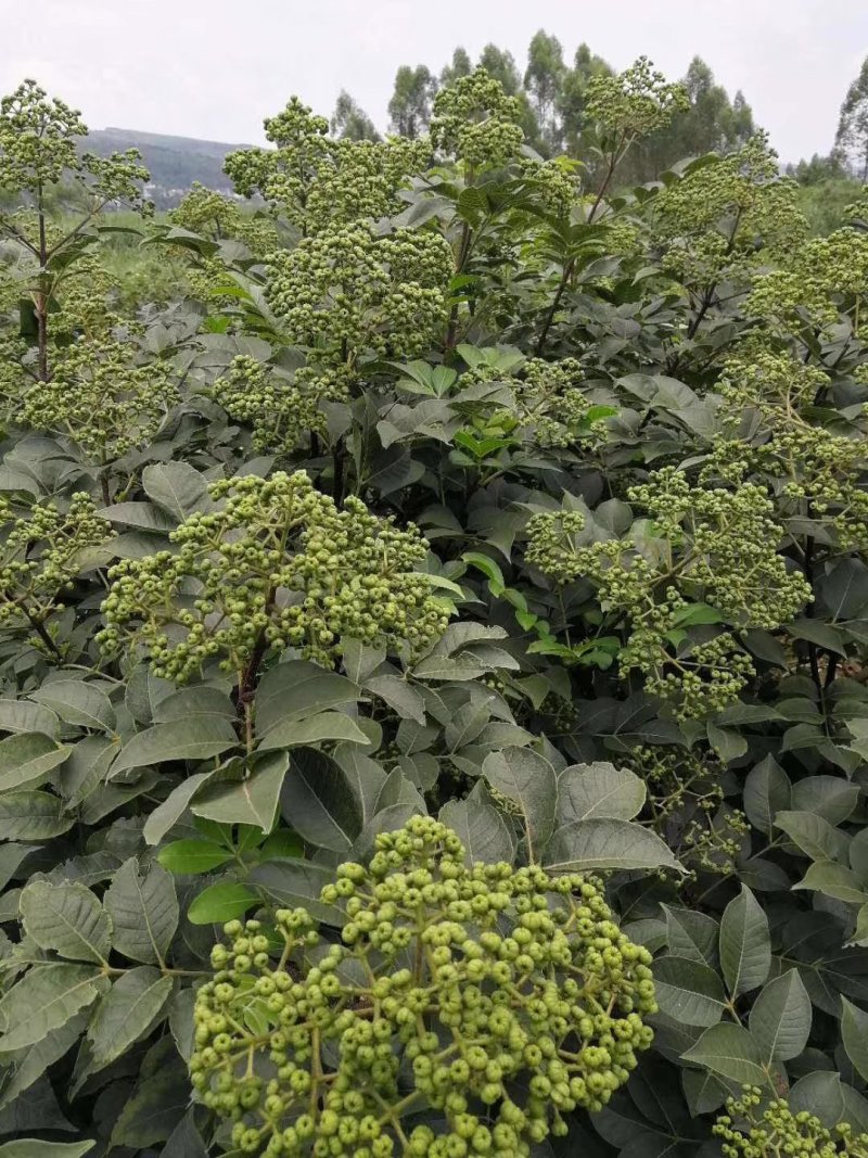 吴茱萸干货正宗江西中花吴茱萸