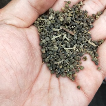 吴茱萸干货正宗江西中花吴茱萸
