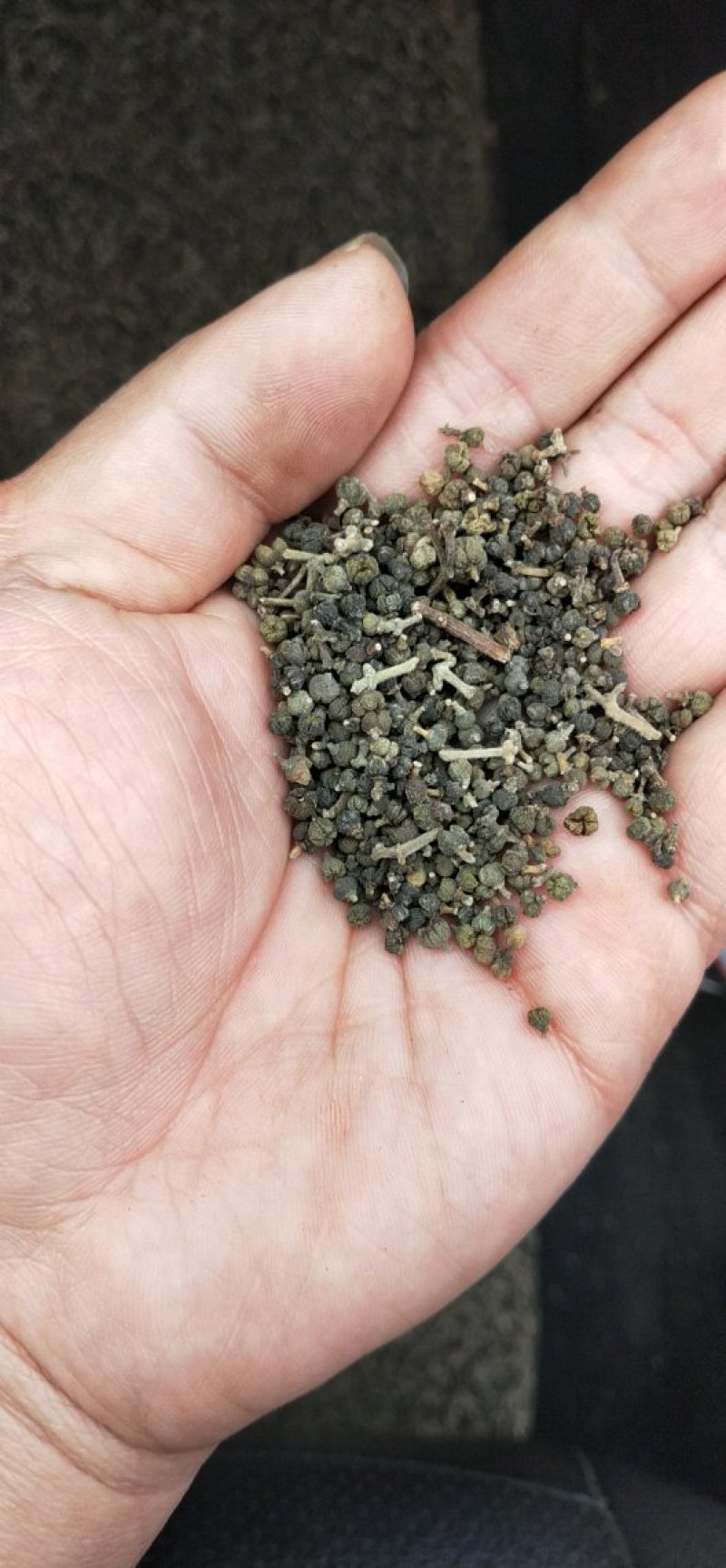 吴茱萸干货正宗江西中花吴茱萸