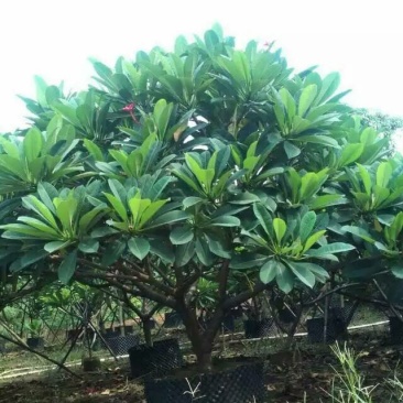 鸡蛋花优选精品苗圃自产自销特惠