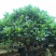 鸡蛋花优选精品苗圃自产自销特惠