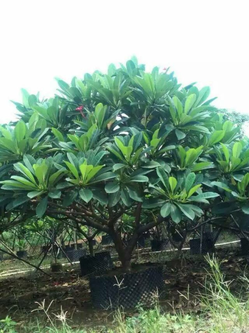 鸡蛋花优选精品苗圃自产自销特惠