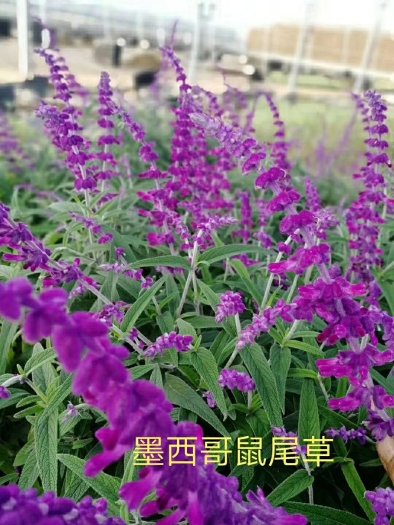 墨西哥鼠尾草，基地直销，常年销售各种绿化苗木