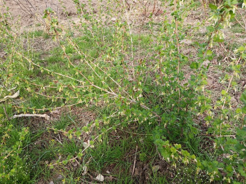 灯笼果苗，当年结果灯笼果苗，红醋栗苗，坠玉大果灯笼果苗