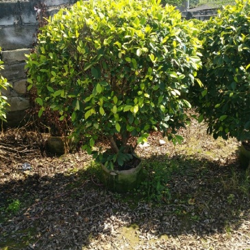 黄金榕球苗圃自销现货特卖